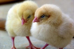 Pulcini maschi, interviene il ministero dell’Agricoltura. Animal Equality: “troppe lacune e poca trasparenza"