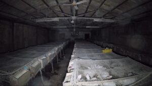 Essere Animali: chiuso un allevamento di conigli in gabbia a Lomazzo