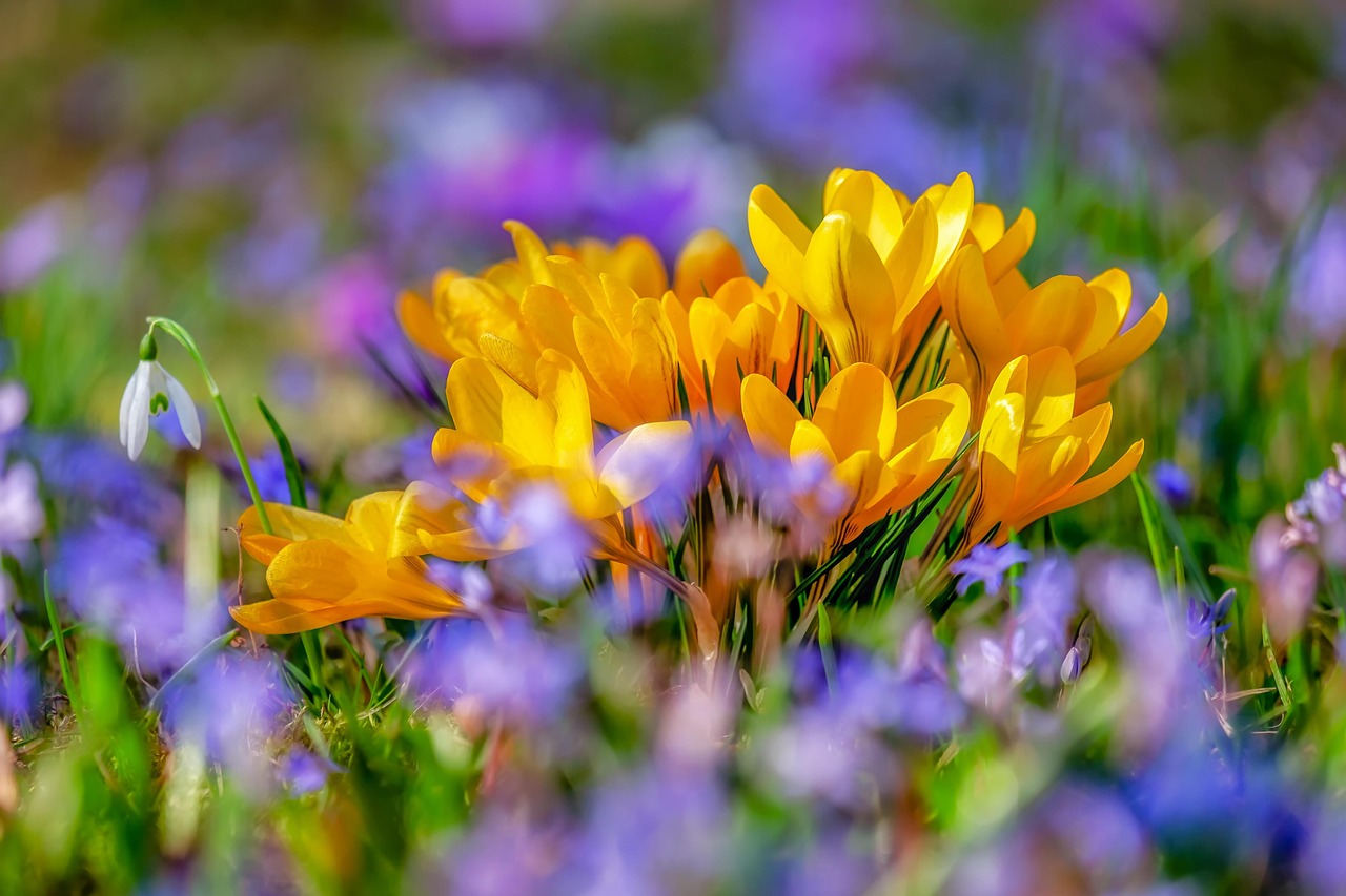 https://pixabay.com/it/photos/fiore-croco-bloom-flora-primavera-4030138/