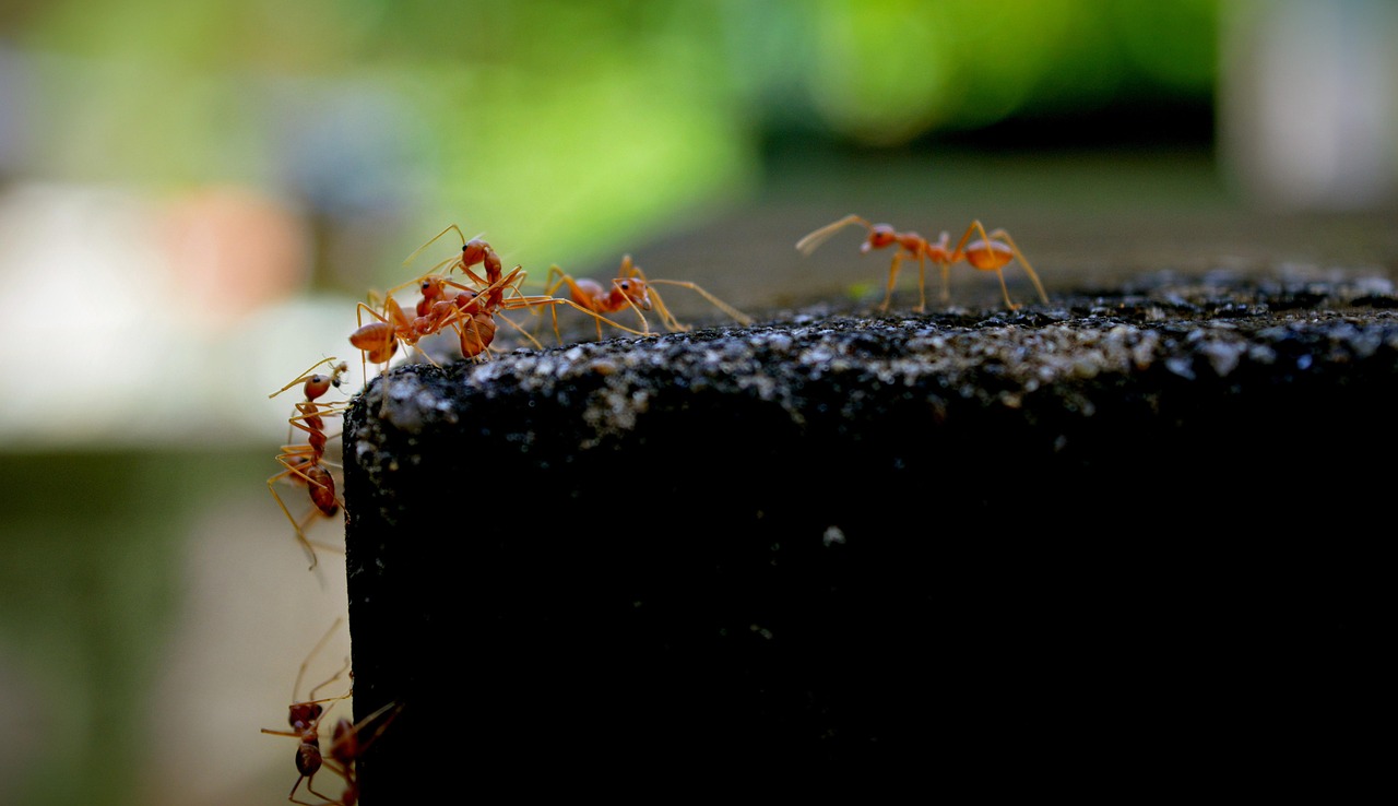 https://pixabay.com/it/photos/formiche-formiche-rosse-solenopsis-7626687/