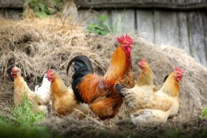 Transizione verso sistemi cage-free, animalisti: la politica può fare molto per ridurre le sofferenze degli animali