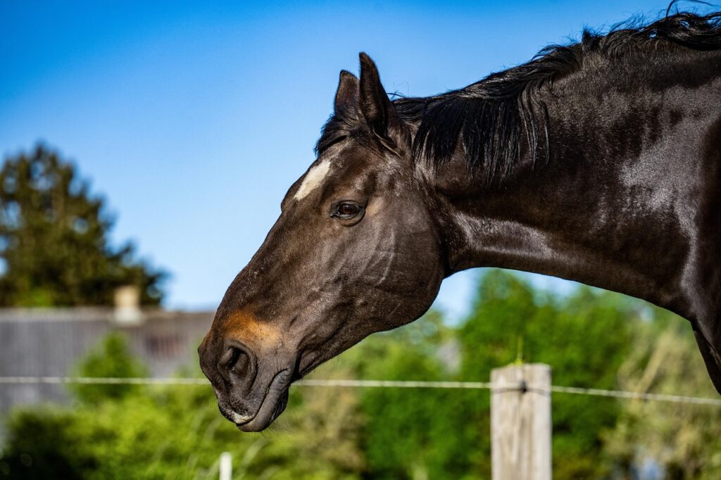 Equidi, Animal Equality: in calo i consumi della carne di cavallo, ma serve una maggiore tutela