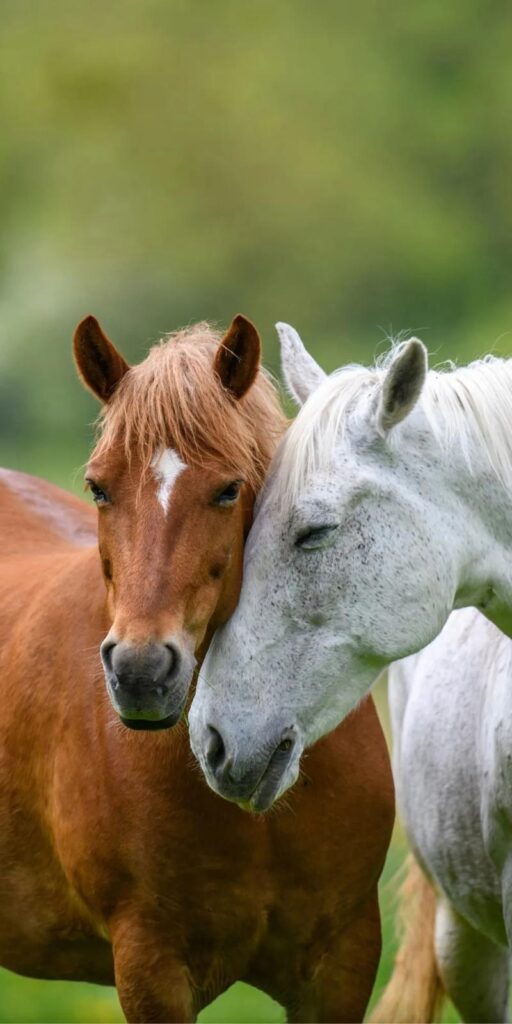 Animal Equality