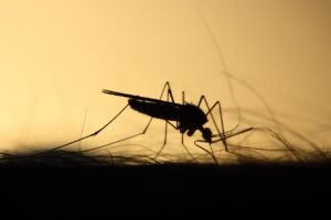 west nile