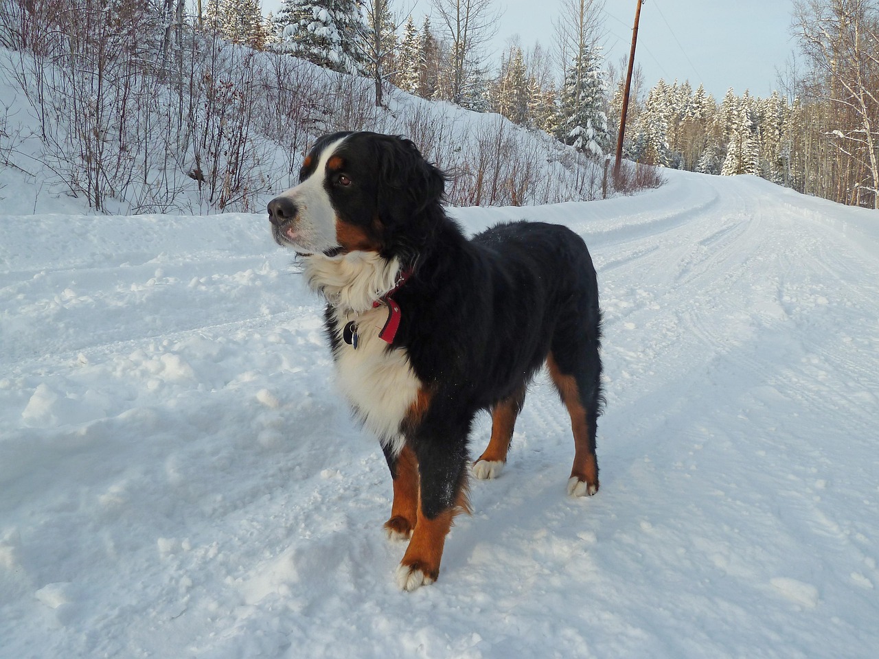 https://pixabay.com/it/photos/bernese-montagna-cane-in-attesa-230560/