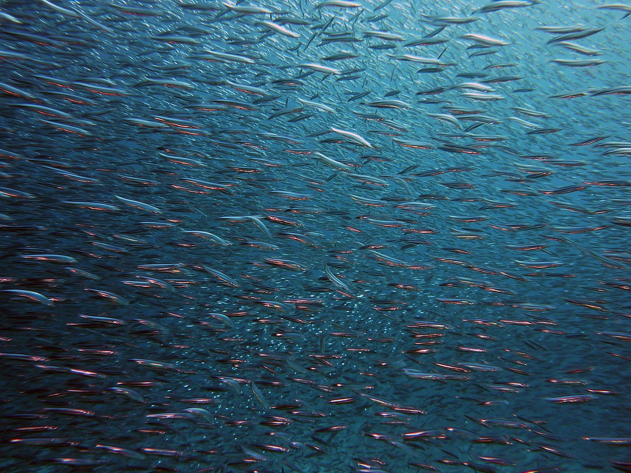 https://pixabay.com/it/photos/pesce-sciame-sottacqua-mare-1656504/