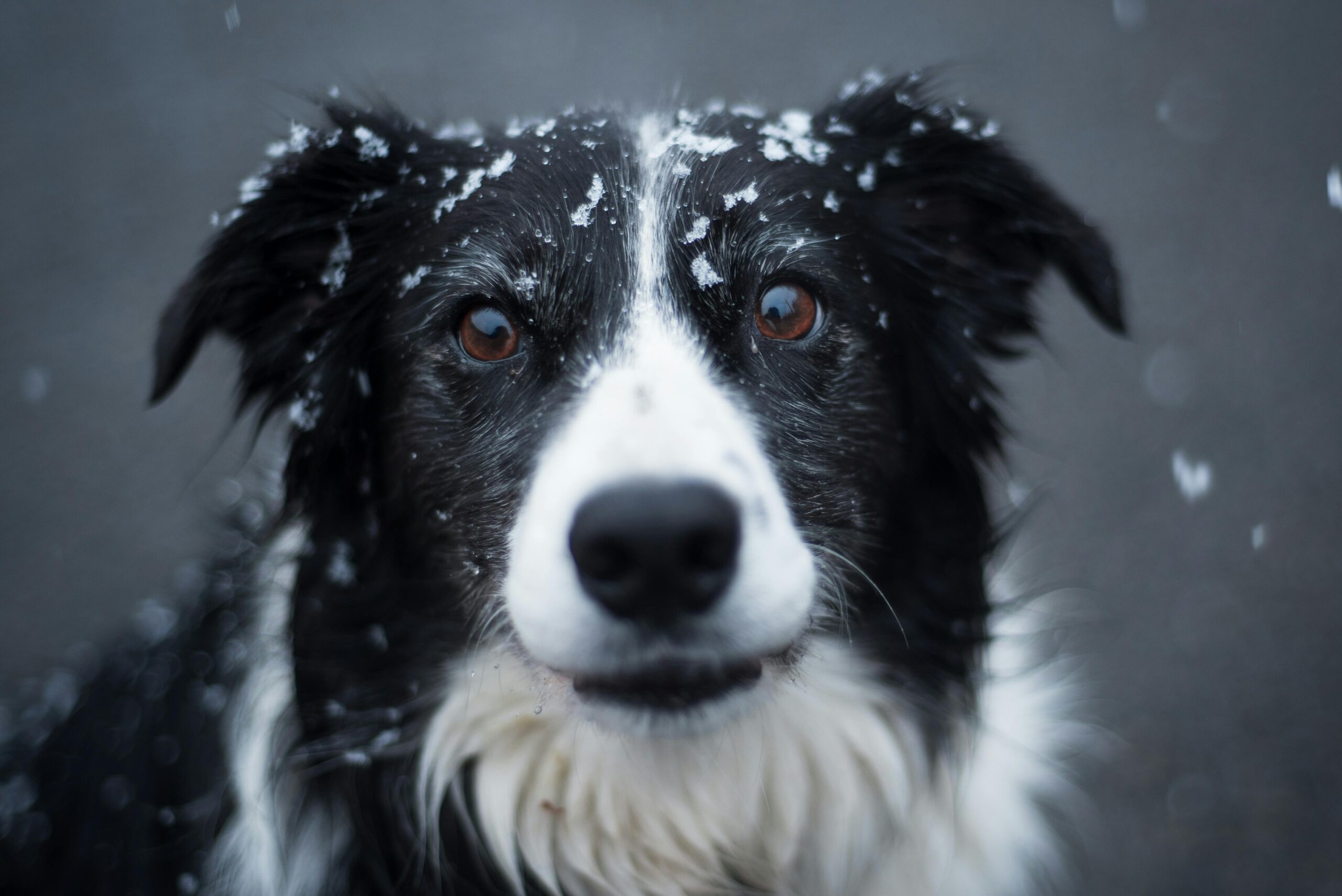 https://www.pexels.com/it-it/foto/fotografia-di-messa-a-fuoco-selettiva-di-border-collie-in-bianco-e-nero-adulto-1124002/