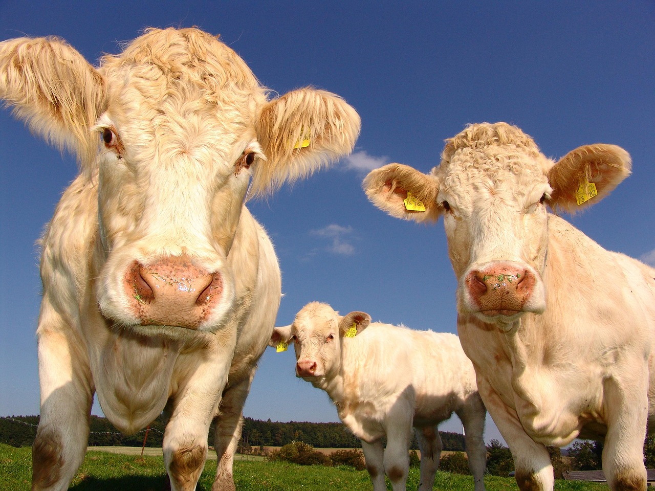 https://pixabay.com/it/photos/mucche-curioso-bestiame-agricoltura-1029077/