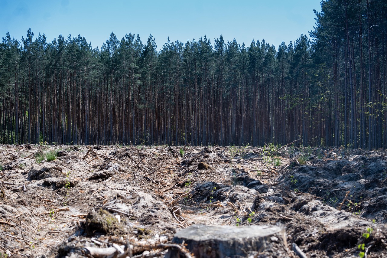 https://pixabay.com/it/photos/foresta-alberi-deforestazione-7198607/