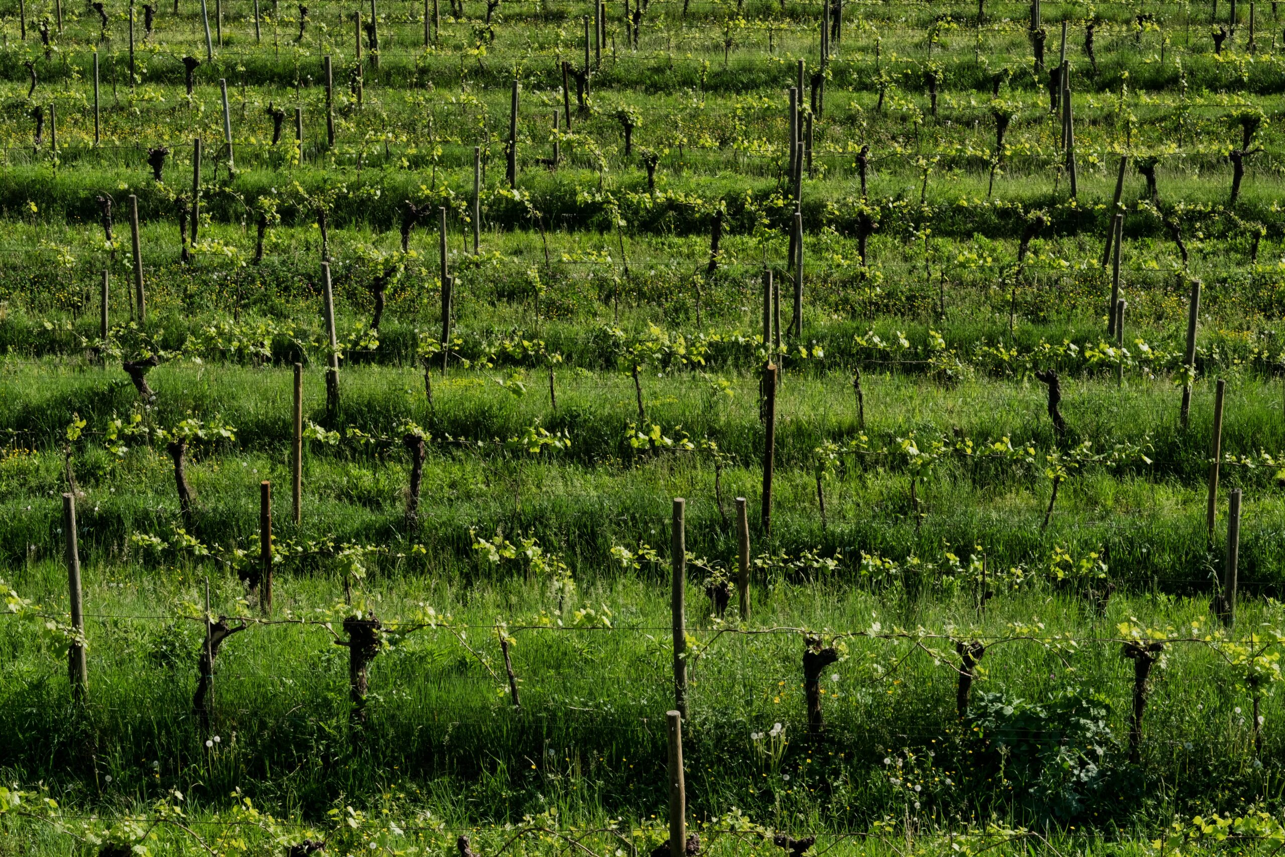 https://www.pexels.com/it-it/foto/natura-estate-uva-piante-16973665/