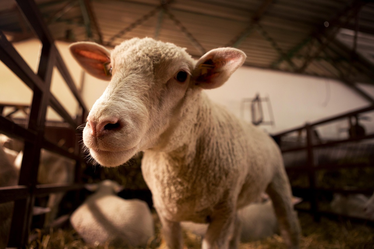 https://pixabay.com/it/photos/pecora-agnello-4432232/
