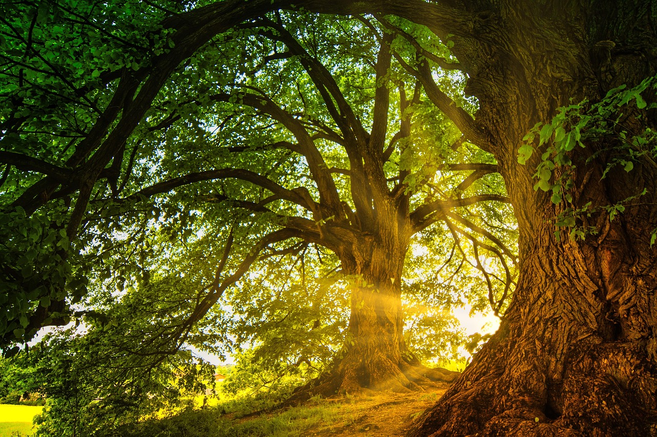 https://pixabay.com/it/photos/alberi-raggi-di-sole-natura-8563877/