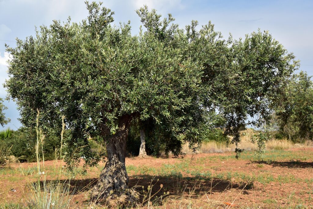 Oleoturismo, aumenta del 37,1% la partecipazione alle esperienze legate all’olio extravergine