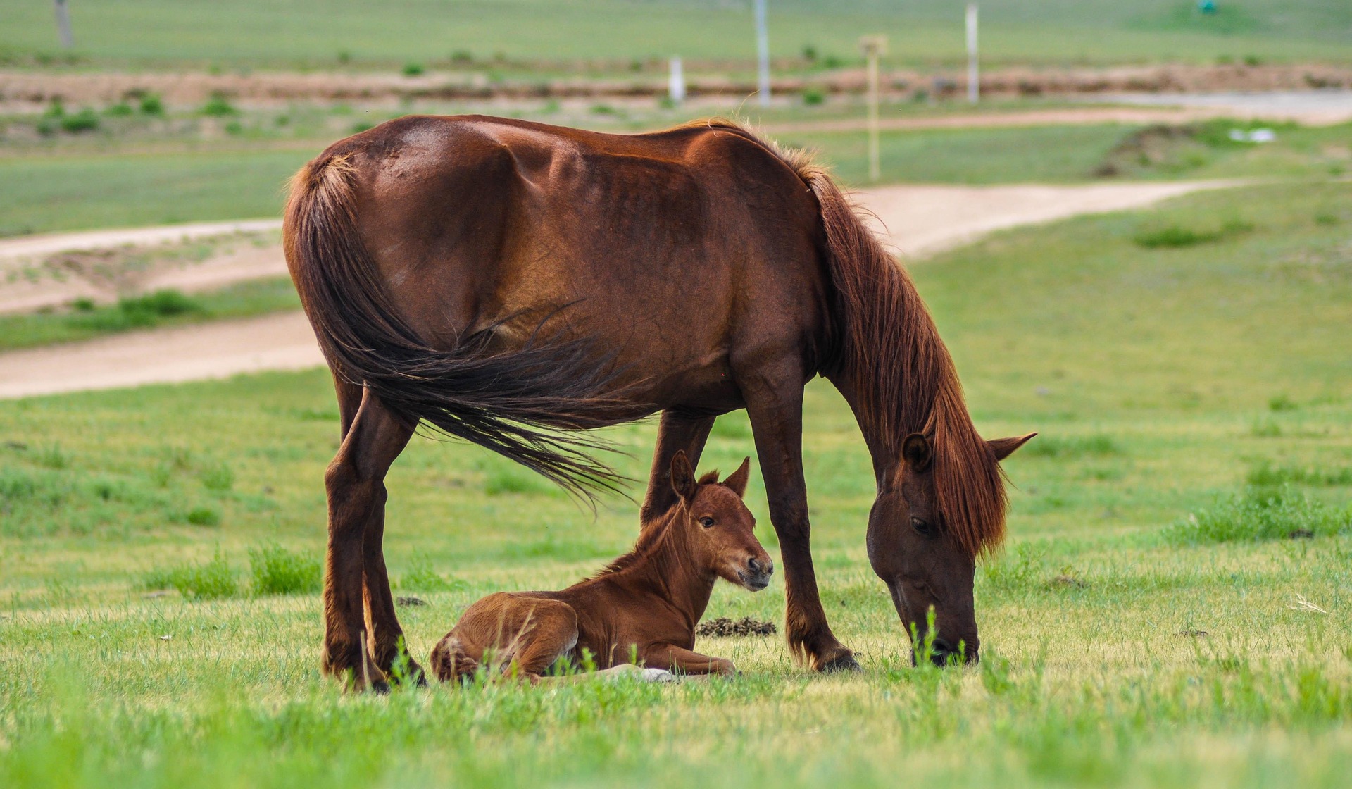 https://pixabay.com/it/photos/cavalli-mare-puledro-animale-2504677/
