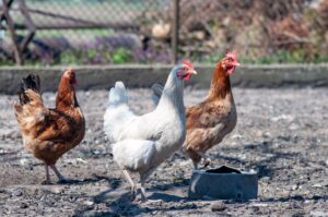 Benessere dei polli, ChickenTrack 2025: in Italia serve un maggiore coinvolgimento del settore