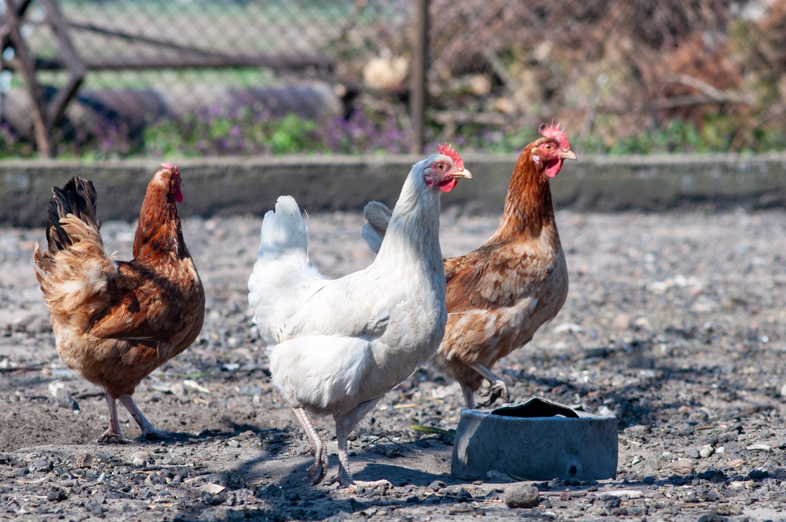 Benessere dei polli, ChickenTrack 2025: in Italia serve un maggiore coinvolgimento del settore