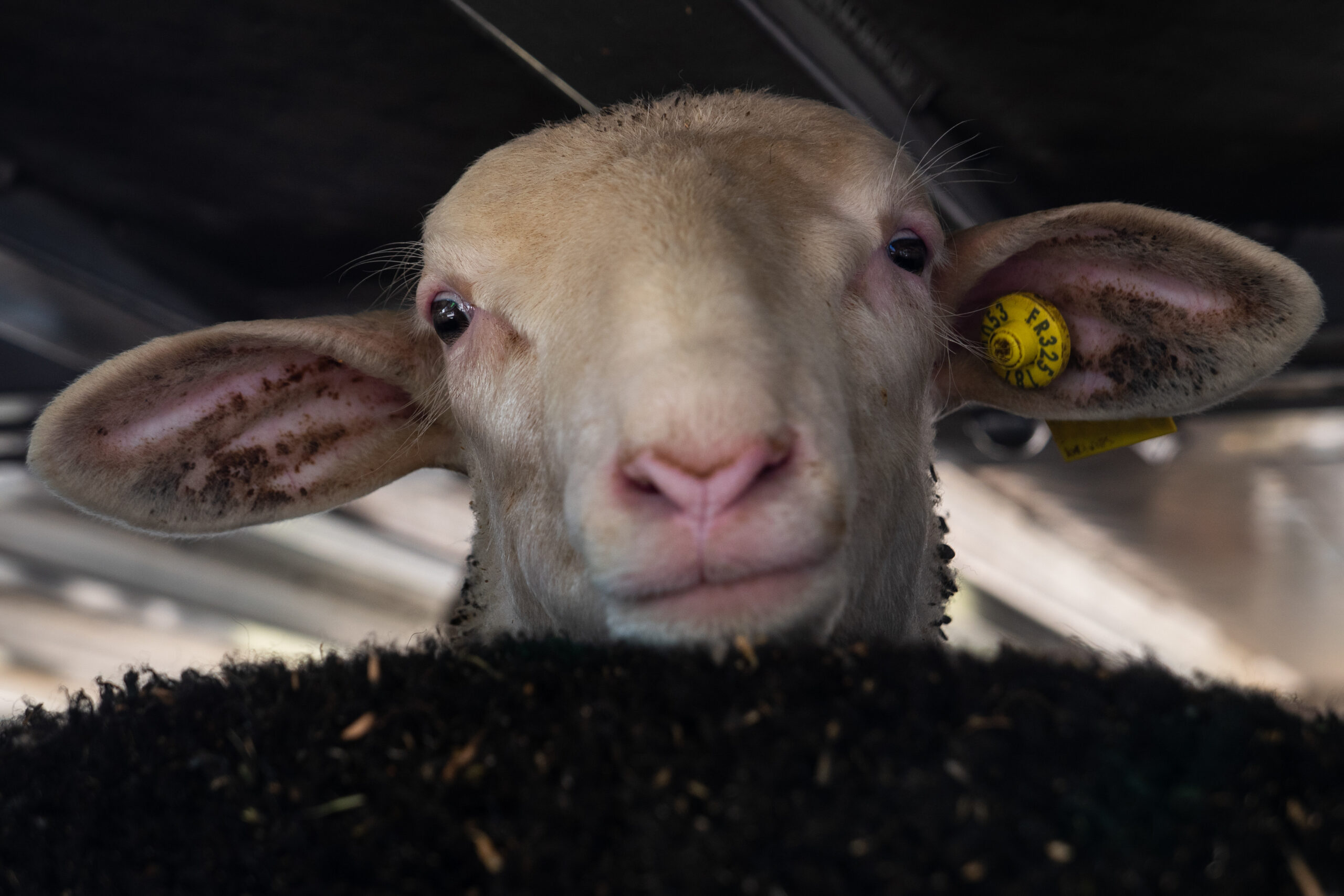 Essere Animali monitoraggio agnelli_2026