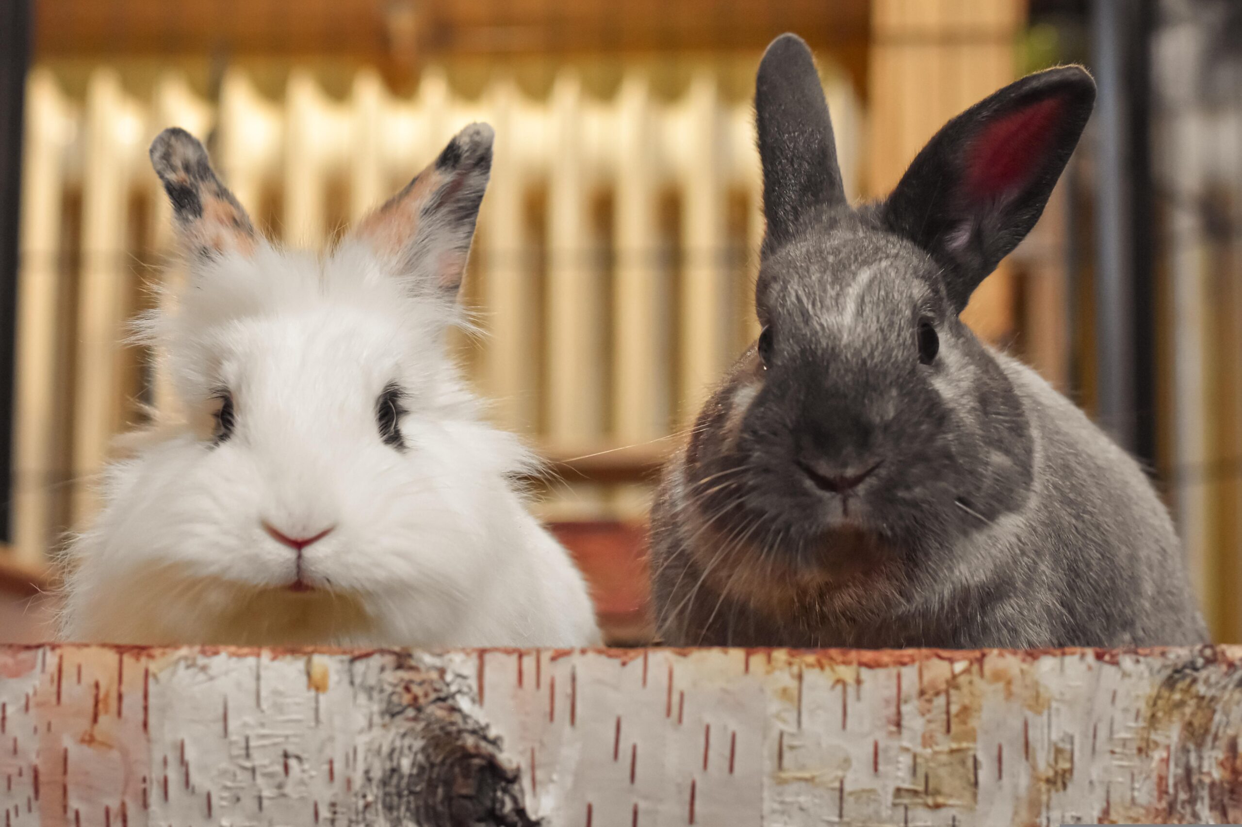 https://pixabay.com/it/photos/conigli-animali-domestici-animali-6988283/