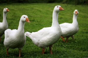 Foie gras, Animal Equality: quaranta eurodeputati ne chiedono il divieto