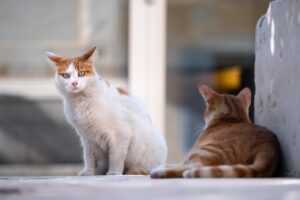 Tutela dei gatti, ENPA: crescono i reati e aumenta la crudeltà