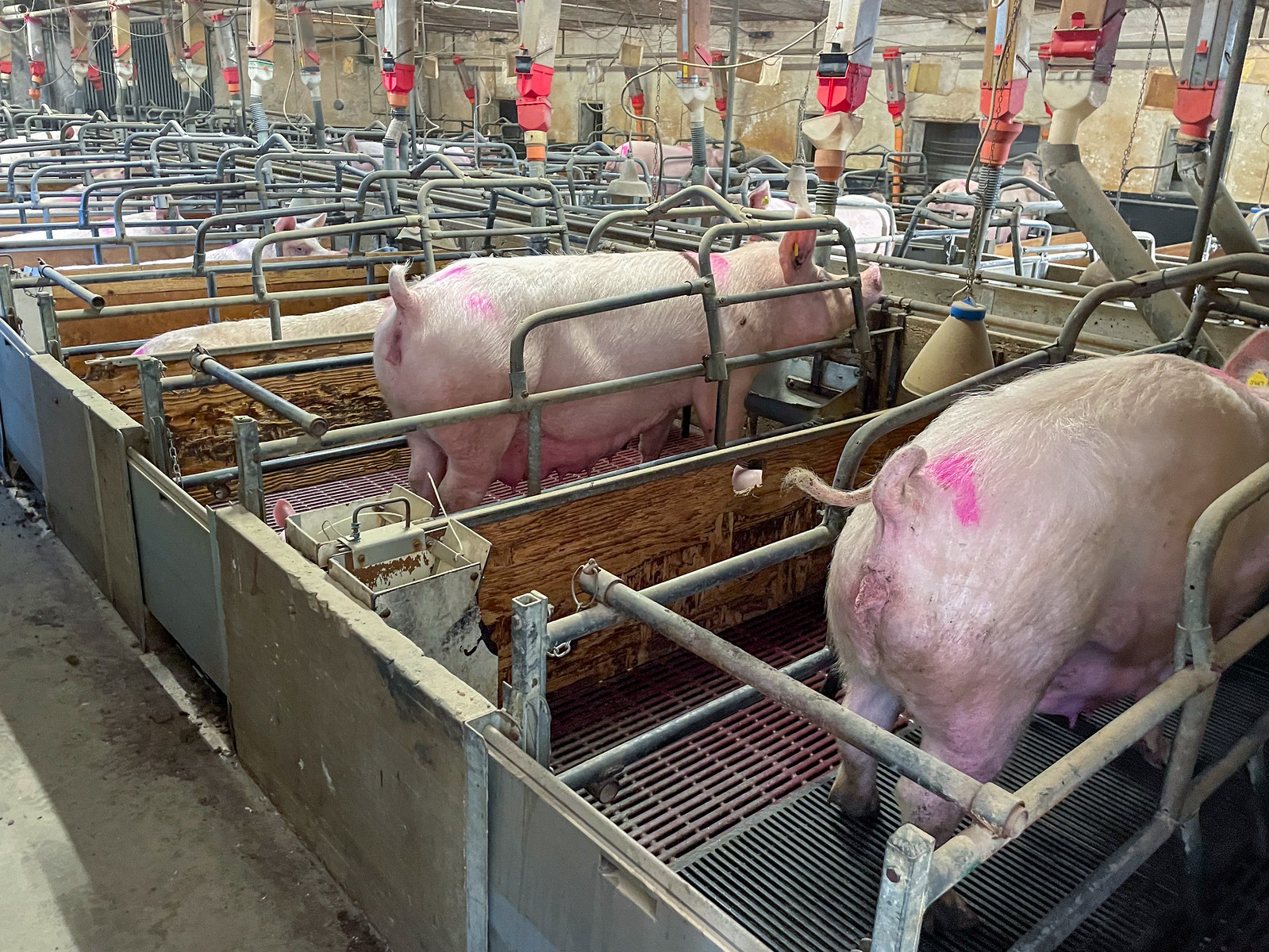 Produzione suinicola Dop, Essere Animali: gravi violenze in un allevamento di scrofe in gabbia