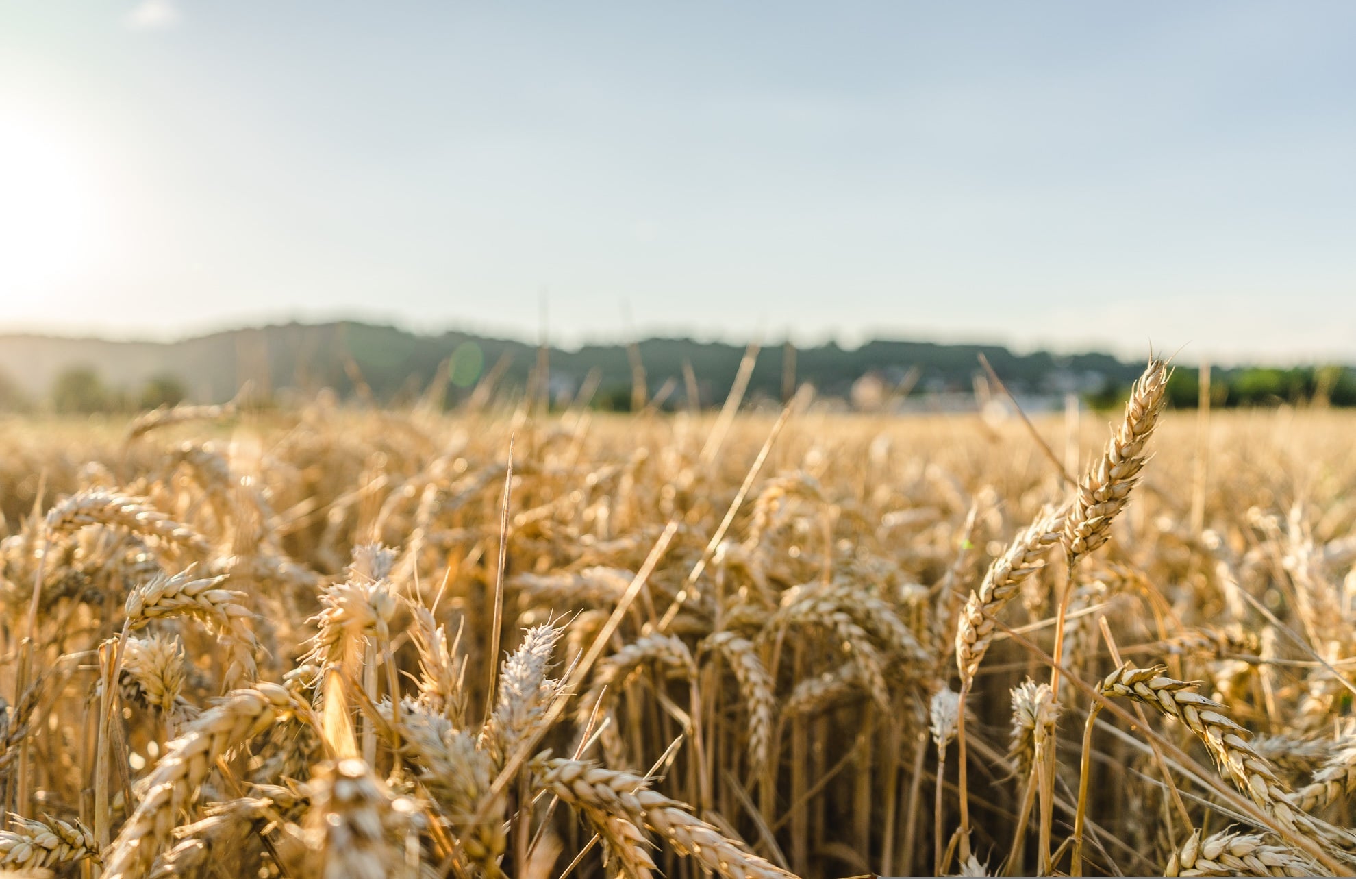 https://pixabay.com/it/photos/grano-campo-campo-di-grano-orzo-2513272/
