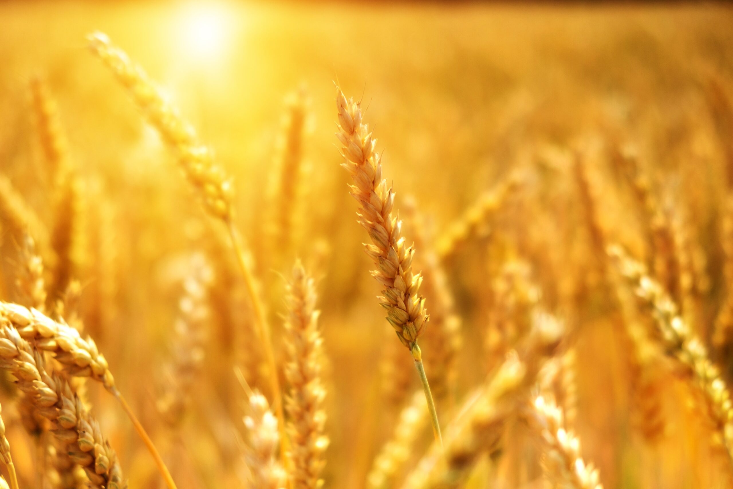 https://pixabay.com/it/photos/grano-campo-di-mais-tramonto-3506758/