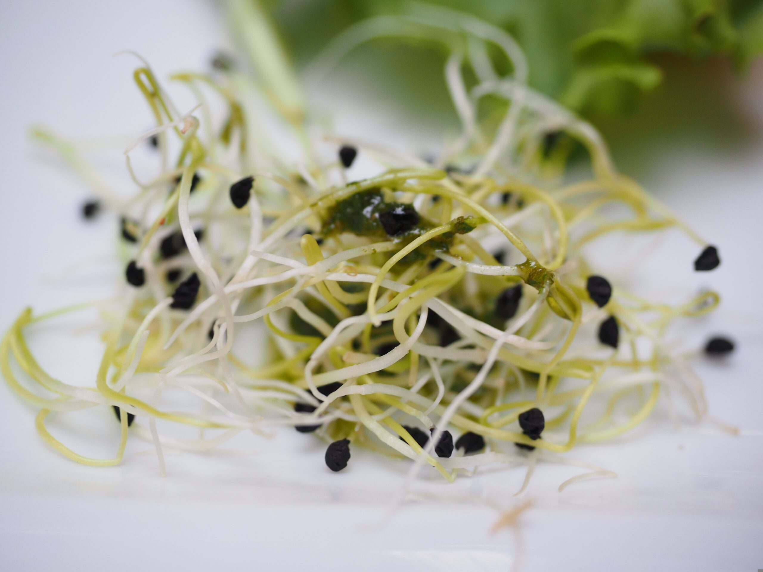 https://pixabay.com/it/photos/germogli-di-erba-medica-germoglio-1522076/