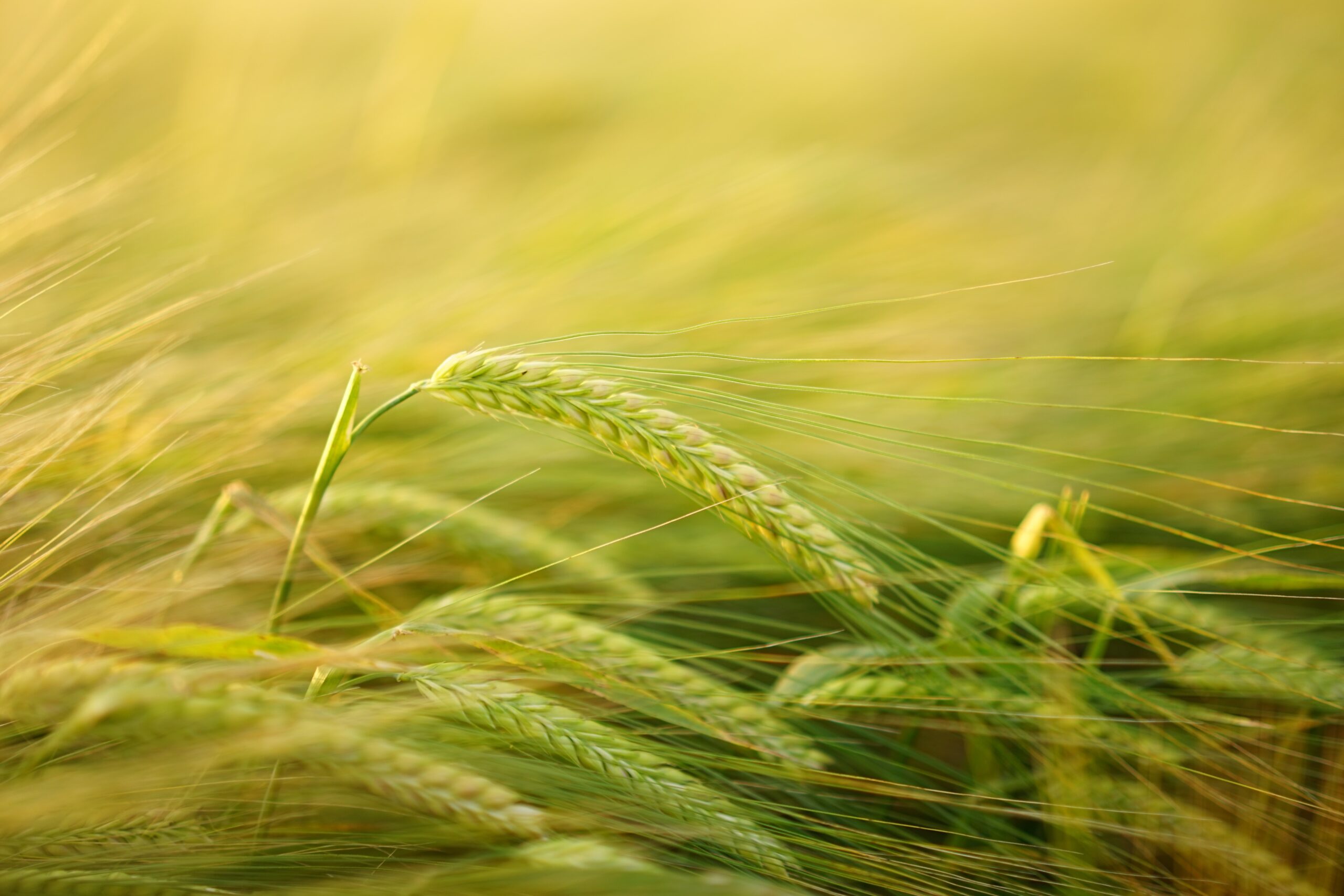 https://pixabay.com/it/photos/orzo-coltivazione-di-cereali-2117454/
