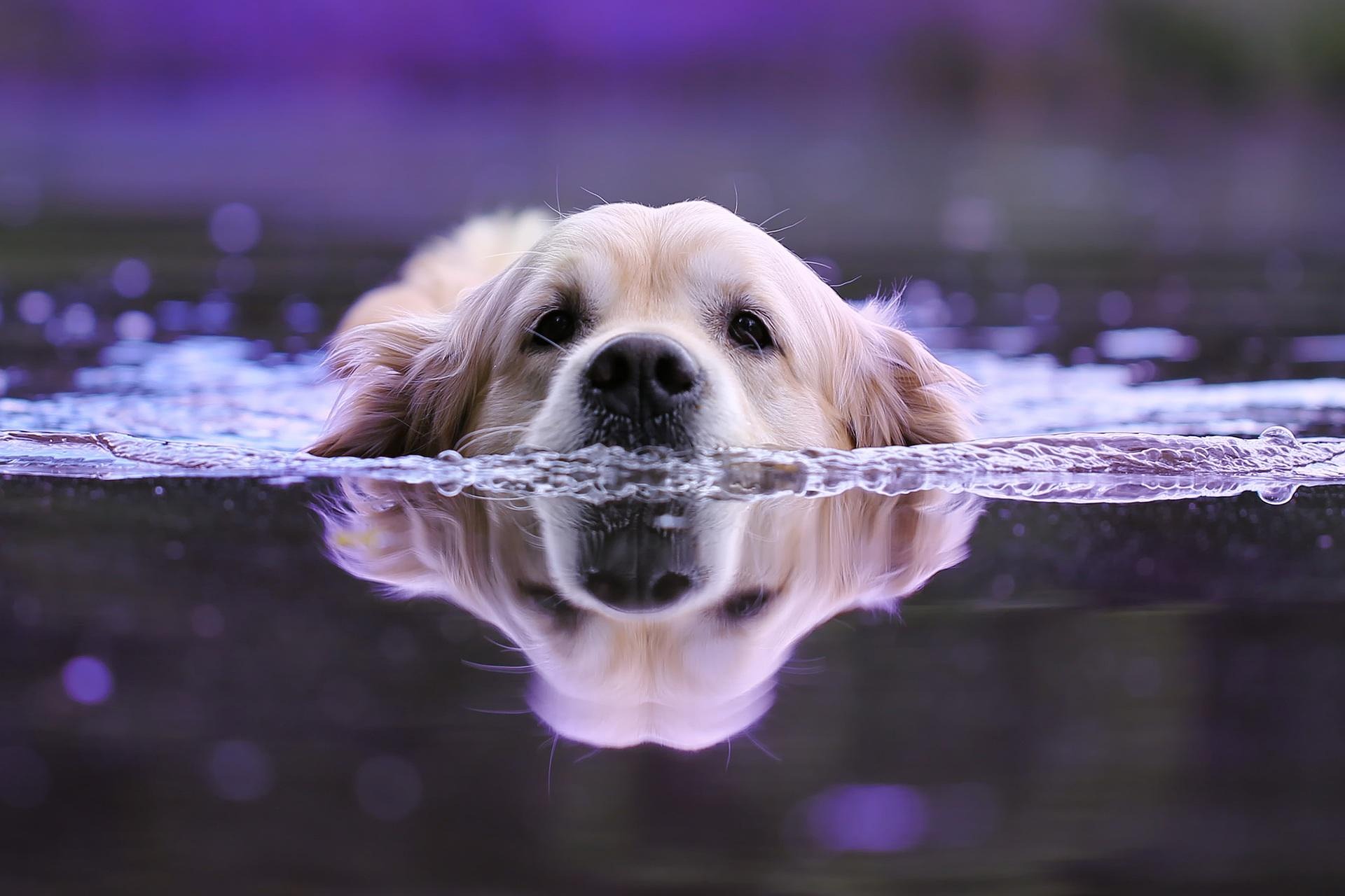 Ondate di calore, il vademecum dell'ENPA per proteggere gli animali