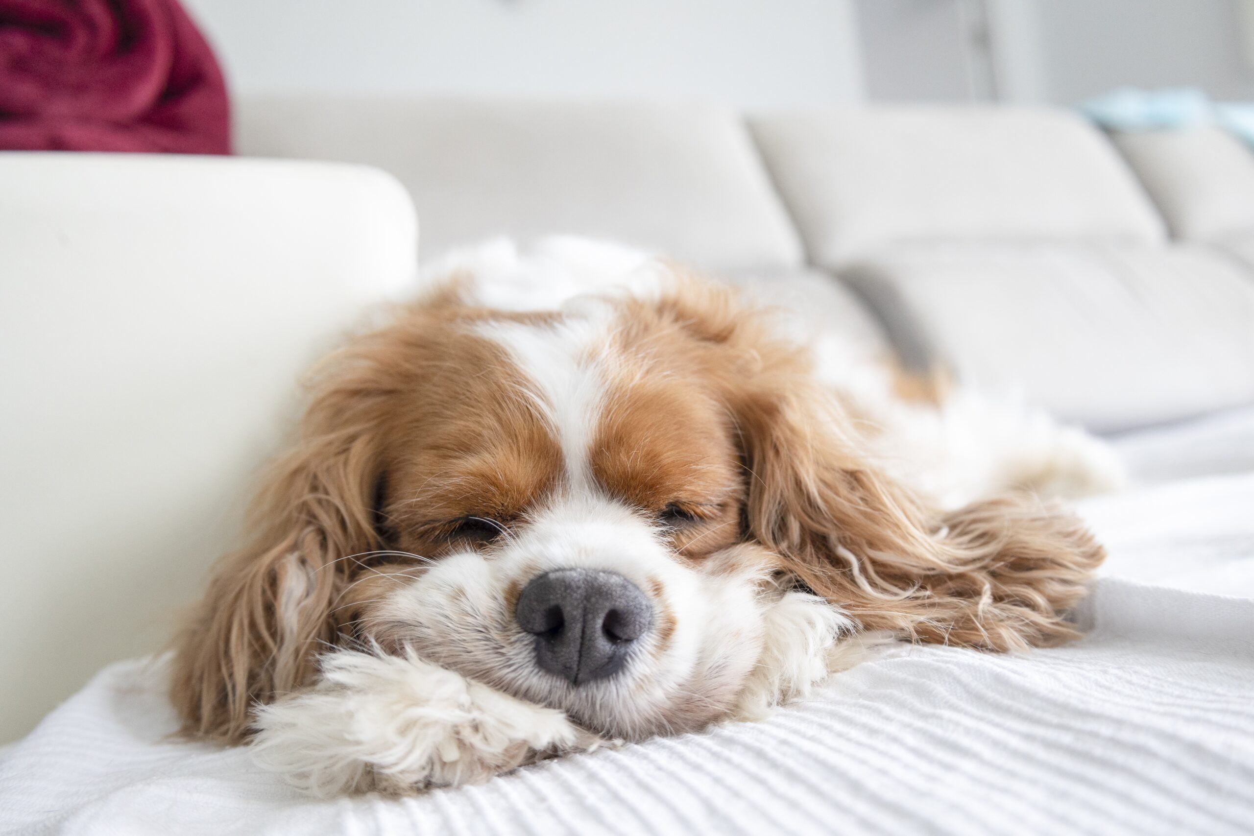 Animali da compagnia, Assalco: in Italia il 54,5% delle famiglie convive con almeno un pet
