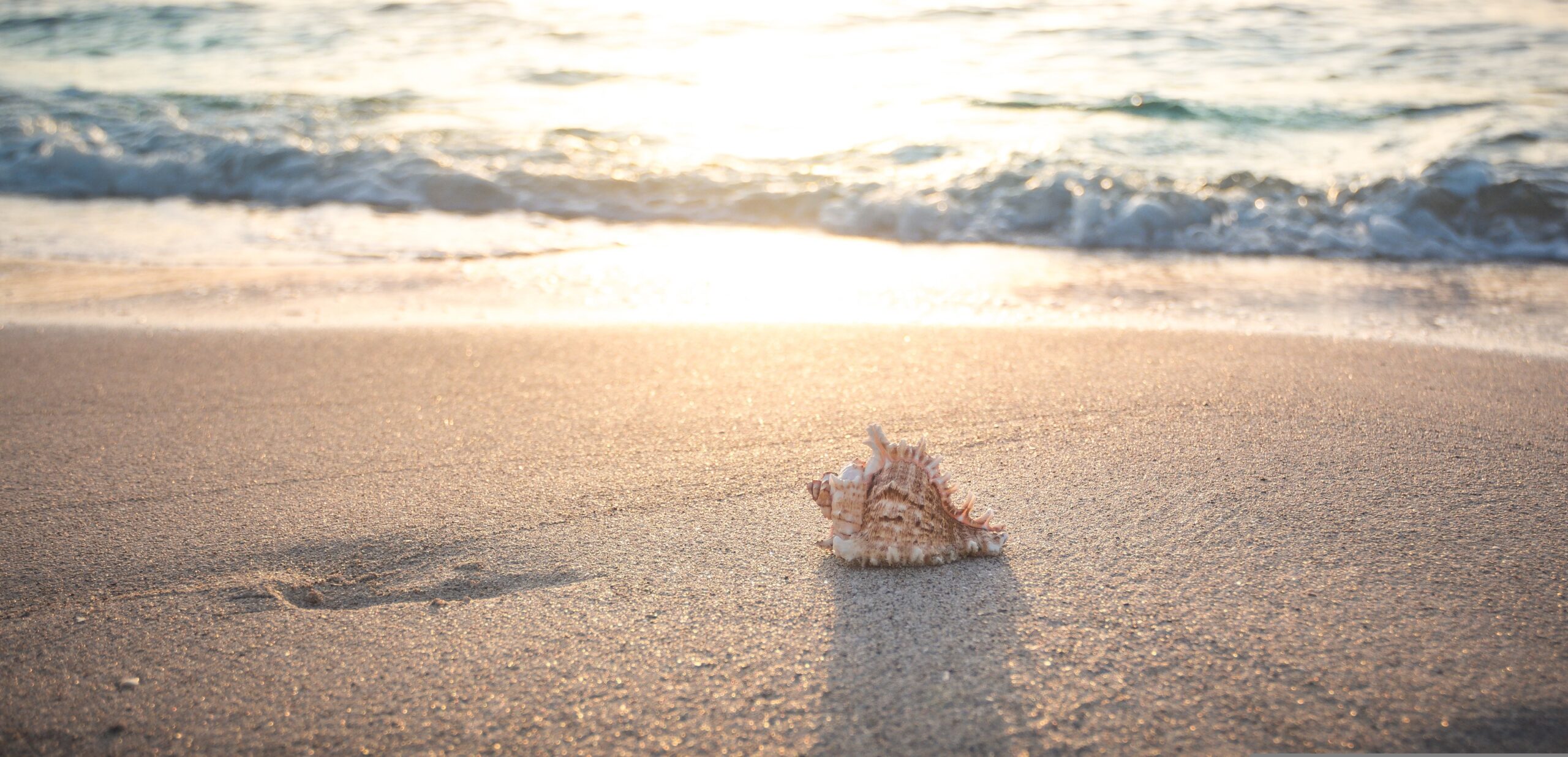 https://pixabay.com/it/photos/spiaggia-conchiglia-mare-vacanza-4301479/