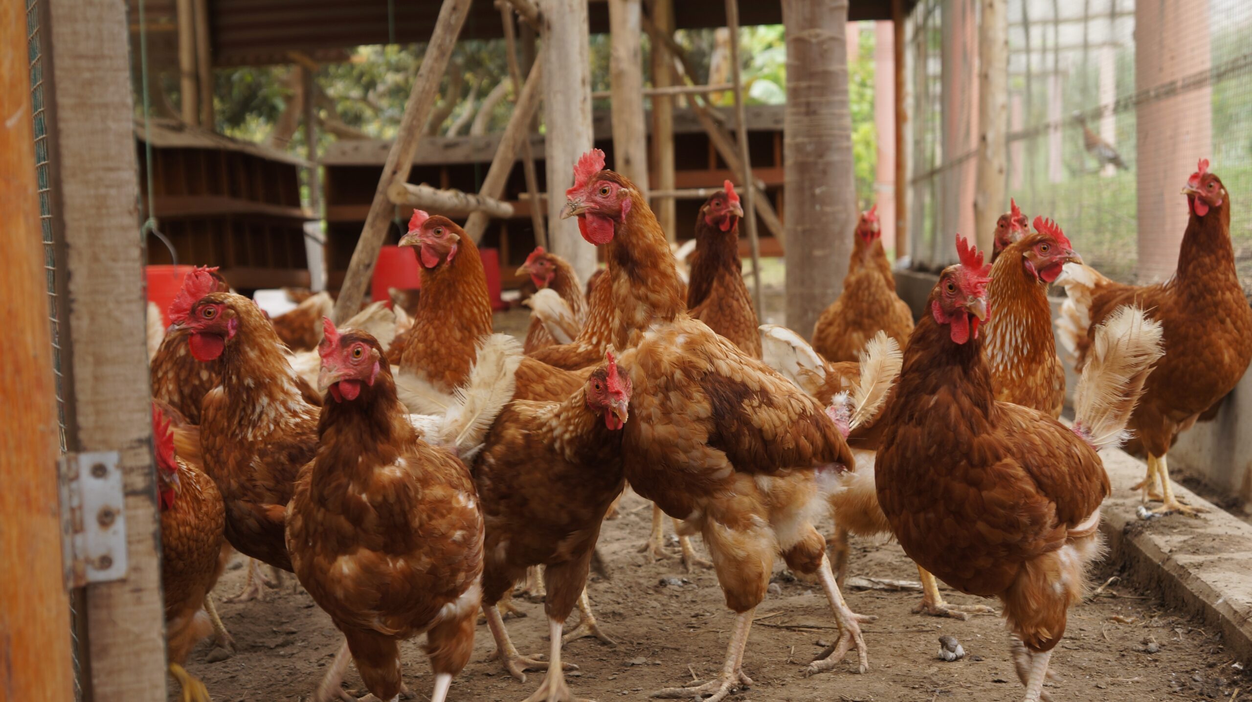 Animal Equality: riforma sul benessere animale esclusa dal Programma di lavoro 2026 della Commissione Ue