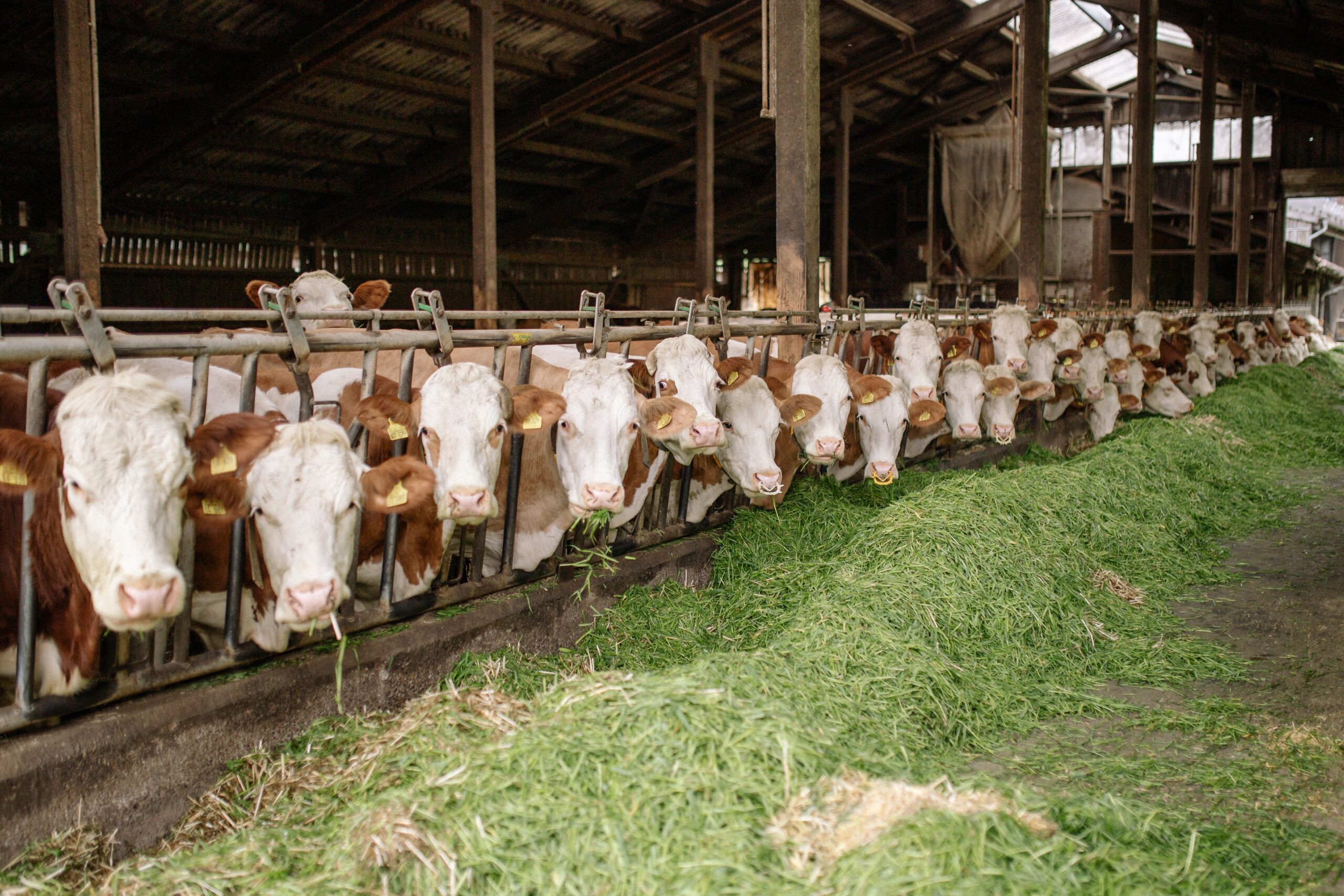https://www.pexels.com/it-it/foto/mangiando-agricoltura-fattoria-azienda-agricola-5216152/