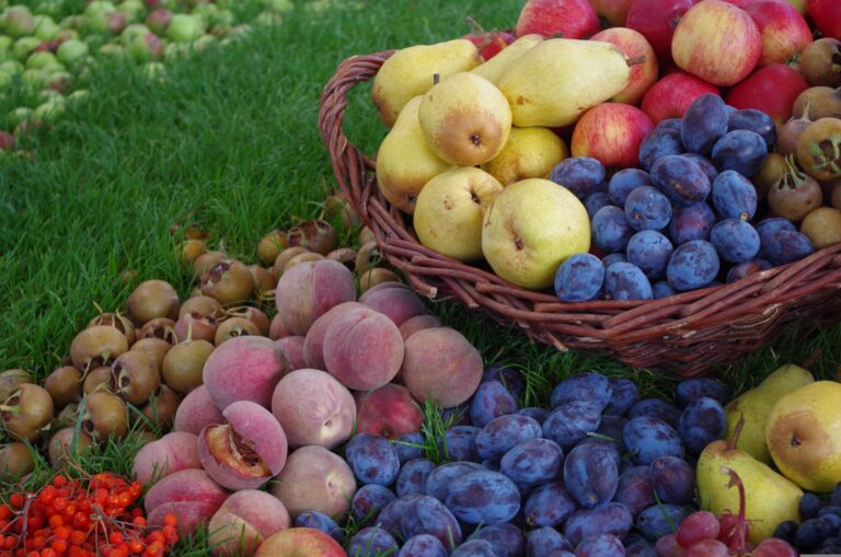 https://pixabay.com/it/photos/frutta-cesto-di-frutta-cibo-4174399/