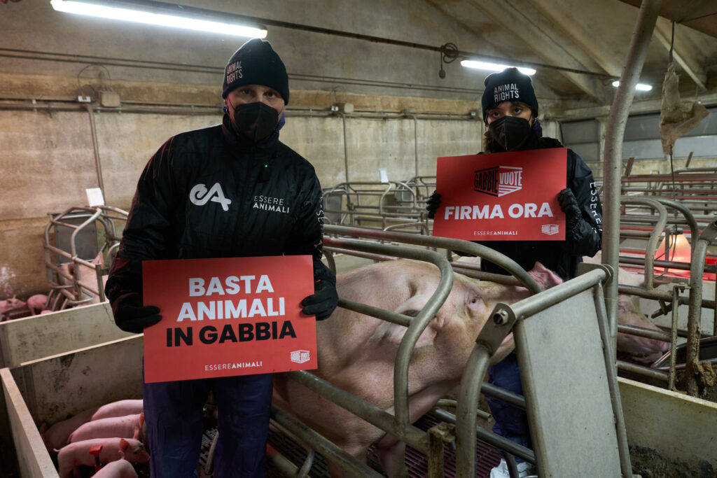 Animali in gabbia, Essere Animali: l’Italia metta fine a questa pratica crudele con una legge