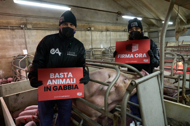 Animali in gabbia, Essere Animali: l’Italia metta fine a questa pratica crudele con una legge