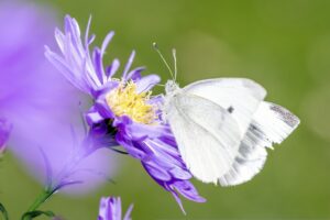https://pixabay.com/it/photos/pieris-rapae-5245438/