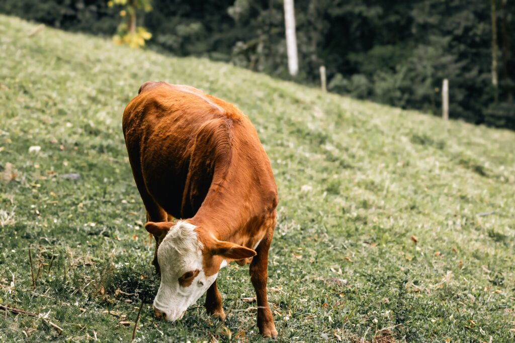 https://pixabay.com/it/photos/mucca-al-pascolo-10117368/